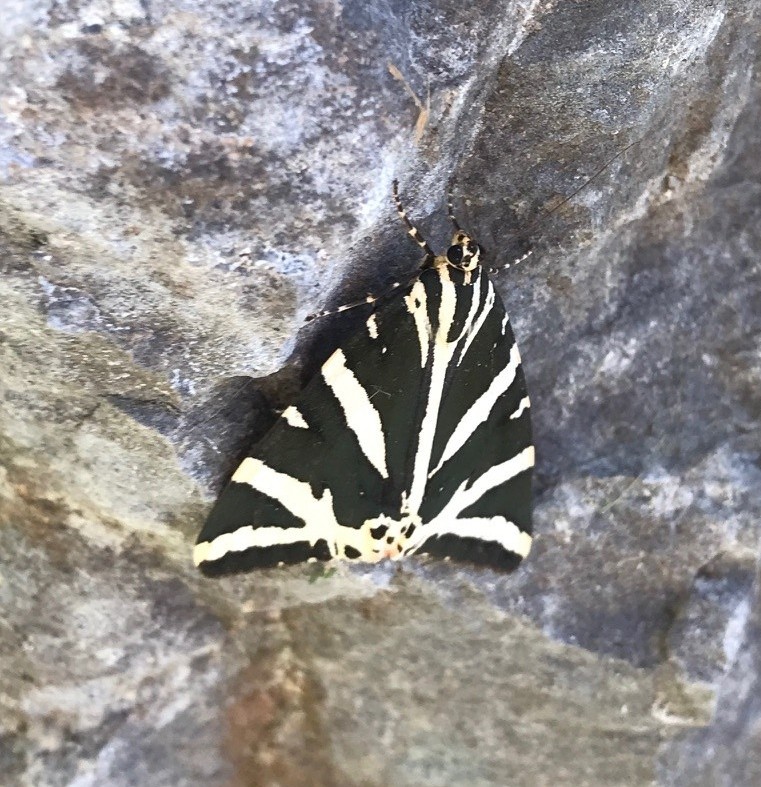 Jersey Tiger Moth, (C)Louisa Carlisle